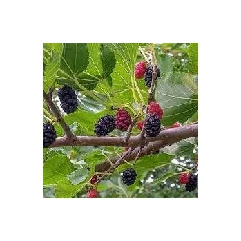 Sazenice Morus Gerardi's Dwarf ok 6 -8 cm, km 150 cm