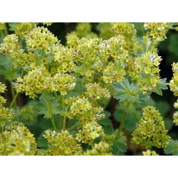 Sazenice Kontryhel erythropoda - Alchemilla erythropoda Balení: kontejner p11