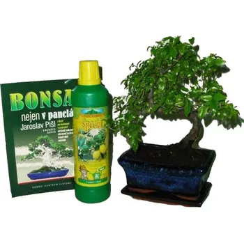 Sazenice Bonsai střední kroucená zelkova varianta B