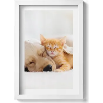 Obraz Dekorativní obraz v bílém rámu do obýváku Spící zvířata kočka a pes 20x30 cm