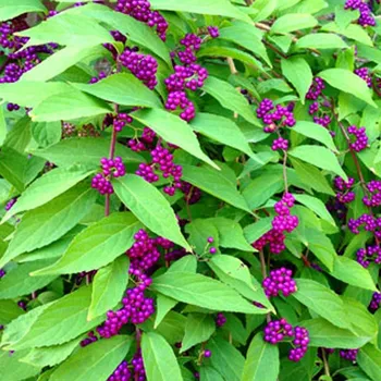 Sazenice KRÁSNOPLODKA ´ISSAI´ kont. 2,5L