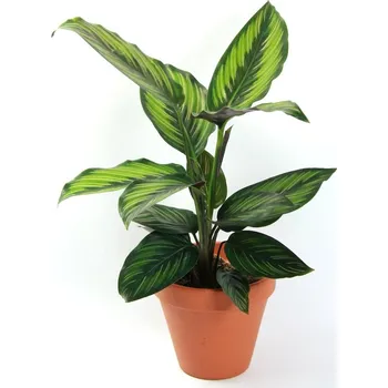 Gardners Calathea Beautystar, průměr 11-12 cm Kalatea
