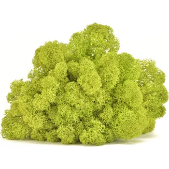 Stabilizovaný LIŠEJNÍK (sobí mech) / LIMETKOVĚ ZELENÝ - 100 g Preserved Lichen - Lime Green