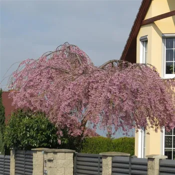 Sazenice Prunus subhirtella Pendula Rubra kmínek 120 cm, ok 4 - 6 cm