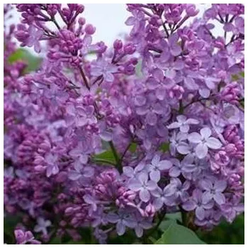 Sazenice Syringa x persica 300/400 cm