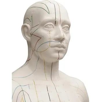 anatomický model Akupunkturní model, muž