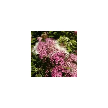 Sazenice Spiraea japonica Shirobama (syn. Genpei) 20/30 cm