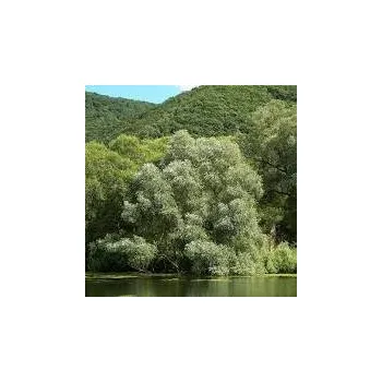 Sazenice Salix alba 60/80 cm