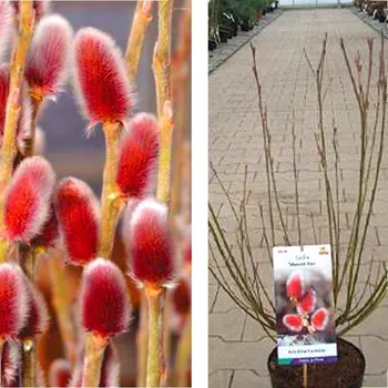 Sazenice VRBA ŠTÍHLOPESTÍKOVÁ ´MOUNT ASO´ kont. 3L