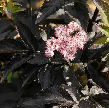 Sazenice Sambucus nigra Black Tower 60/80 cm