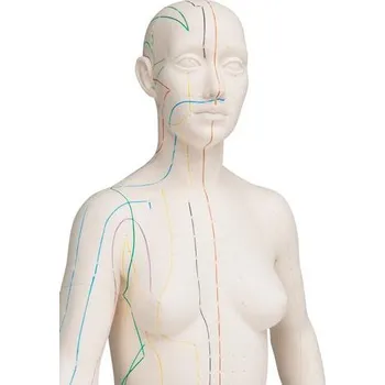 anatomický model Akupunkturní model, žena