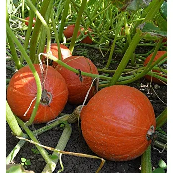 Sazenice Red Kuri (hokkaido)