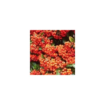 Sazenice Pyracantha coccinea Orange Glow 20/30 cm