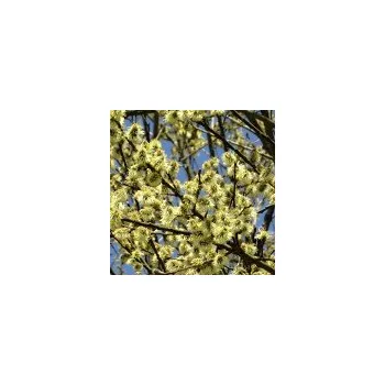 Sazenice Salix x smithiana - samec 60/80 cm