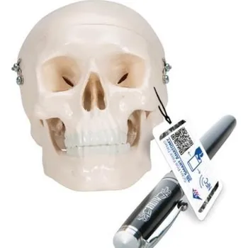 Mini model lidské lebky, 3dílný (čepice, základna lebky, dolní čelist)