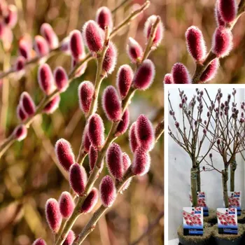 Sazenice VRBA ŠTÍHLOPESTÍKOVÁ ´MOUNT ASO´ kmínek 40cm kont. 2L