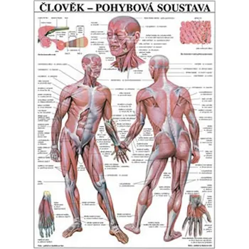 Přírodověda Plakát - Člověk - Pohybová soustava