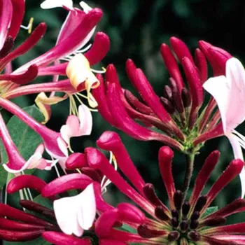 Sazenice ZIMOLEZ ´SEROTINA´ vyvazovaný kont. 2L