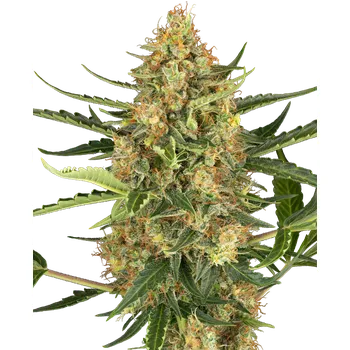 Semeno Sensi Seeds AUTO Blueberry Bubblegum Počet ks Feminizované: 3