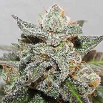 Pěstitelství ACE Seeds Kalidonia Počet ks Feminizované: 5