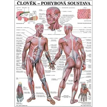 Bystrá hlava Plakát - Člověk - Pohybová soustava - J. Maget (2021, pevná)