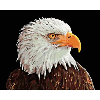 zuty Malování podle čísel - Orel bělohlavý, 50x40 cm, vypnuté plátno na rám