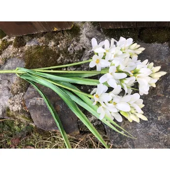 umělá květina Umělý hyacint bílý 32 cm