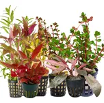 Rataj Kolekce barevných akvarijních rostlin 10 ks