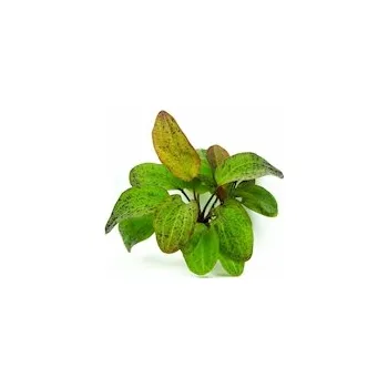 Sazenice Echinodorus Ozelot