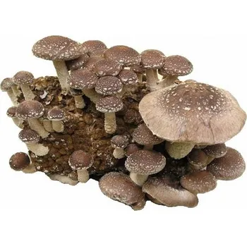 Substrát Sadba - Shiitake / Houževnatec jedlý