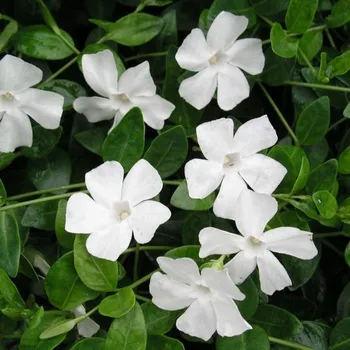 Sazenice Vinca minor Gertrude Jackyll 8/10 cm