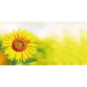 Obálka Obálka barevná - slunečnice