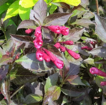 Sazenice Weigela florida Ruby Queen 30/40 cm