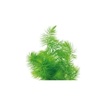 Akvarijní rostlina Ceratophyllum demersum