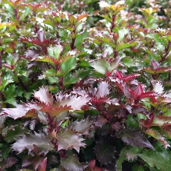 Sazenice CESMÍNA - zakrslá 'LITTLE RASCAL'® kont. 2,5L