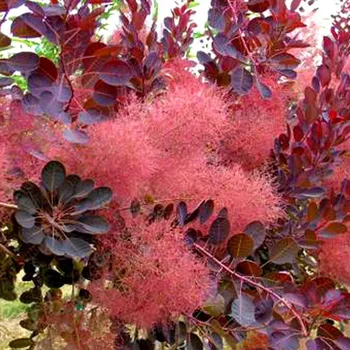 Sazenice RUJ VLASATÁ ´ROYAL PURPLE´ kont. 2L