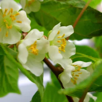 Sazenice KIWI ´PRINCE JUMBO´ - SAMEC kont. 2L