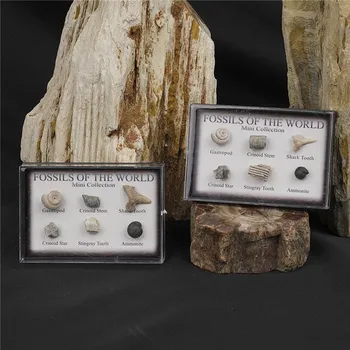 Poezie Mini sbírka fosílií