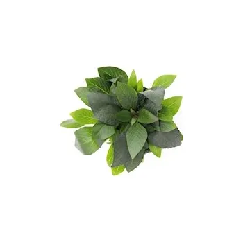 Příroda Hygrophila corymbosa Kompakt