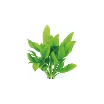 Sběratelství Echinodorus grisebachii ´Bleherae´ XXL