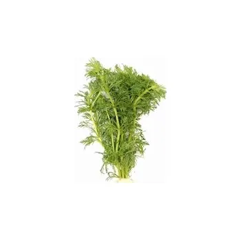 Akvarijní rostlina Limnophila sessiliflora TR