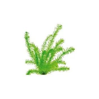 Akvarijní rostlina Egeria densa, tropische Art