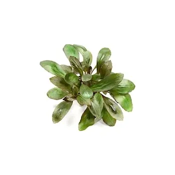 Akvarijní rostlina Lobelia cardinalis