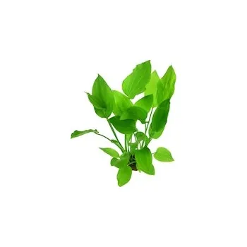 Přírodní kámen Echinodorus argentinensis