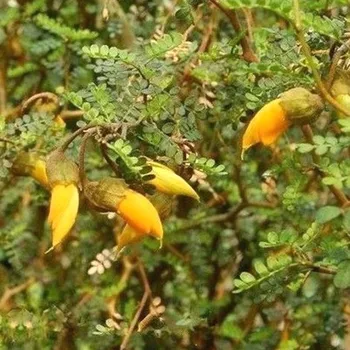 Sazenice JERLÍN ´LITTLE BABY´ kont. 2L