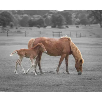 Obraz Plakát Kůň s hříbětem bez rámu 50 x 40 cm