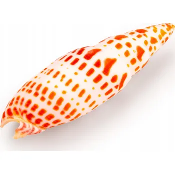 Dekorace do akvária Mušle Mitra Dekorace do Akvária 9 Cm