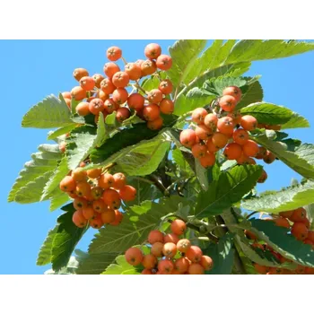 Sazenice Jeřáb muk 'Magnifica' Balení: bal/kontejner, Tvar: OK 10/12