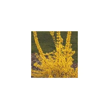 Sazenice Forsythia x intermedia Primulina 30/40 cm