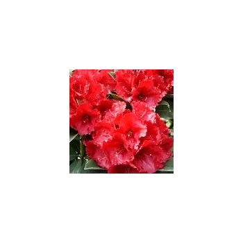 Sazenice Rhododendron hybridum Red Jack 40/60 cm